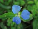 Image result for Commelina triangulispatha