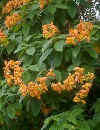 Image result for Mussaenda