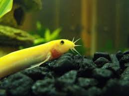 Weather (Dojo) Loach - The Care, Feeding And Breeding Of Weather Loaches -  Aquarium Tidings