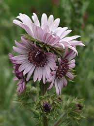 Image result for Berkheya speciosa