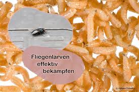 Wenn kleine fliegen die wohnung bevölkern ist das nervig. Fliegenlarven In Der Wohnung Bekampfen 8 Effektive Mittel