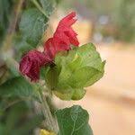 Image result for Petalidium bracteatum