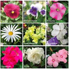 Vibrant, perfect fresh or silk flowers are an enhancement in feng shui, the venerable chinese art of balance and placement. How To Press Flowers Nine Best Flowers For Book Flower Press Beafunmum Aboutthegarden Pressed Flowers Flowers Pressed Flower Art