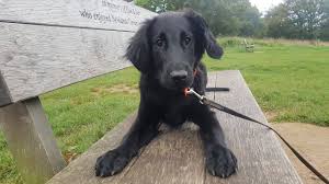 Check spelling or type a new query. Perdy 4 Month Old Flat Coated Retriever Puppy 3 Weeks Training Youtube