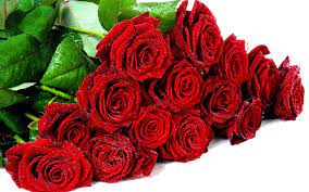 صور ورد طبيعي red roses wallpaper most beautiful flowers flowers for you