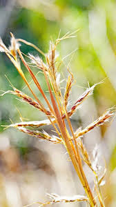 Image result for Tristachya