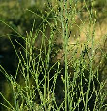 Image result for Olax pentandra