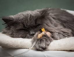 As long as a normal cat. Liver Cancer In Cats Causes Symptoms Treatment All About Cats