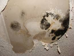 How can you tell the differences between black mold vs mildew? Toxic Black Mold Identification Photos And Info What Toxic Mold Looks Like