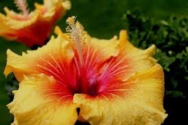 We did not find results for: How To Dry Hibiscus Flowers Urban Garden Gal