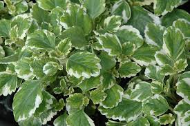 Image result for Plectranthus verticillatus