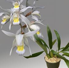 Image result for Cycnium jamesii