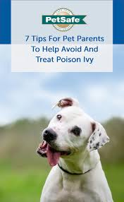 7 Tips For Pet Parents To Help Avoid And Treat Poison Ivy Poison Ivy Dog Rash Poison Ivy Rash