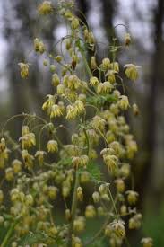 Image result for Thalictrum rhynchocarpum