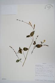 Image result for Asystasia hedbergii