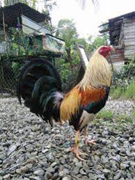 Nonton online berita dan info sabung ayam peru terupdate hanya di vidio. Ayam Sabong Taji Home Facebook