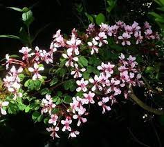 This plant can also be grown on pots and used in other places such as outdoor stairways. Ideas On Climbing Plants For Your Plants Galore Kenya Facebook