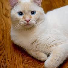 Flame Point Siamese Cat #15 Wood Print by Amy Cicconi