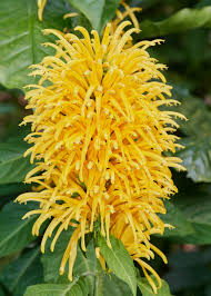 Image result for Justicia francoiseana