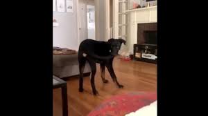 Maybe you would like to learn more about one of these? Ce Chien A Enfin Reussi A Attraper Sa Queue Et En Est Tout Deroute Youtube