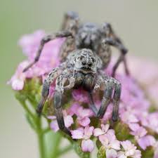 Wolf spiders have eyes arranged in three rows. The Wolf Spider How Dangerous Is Its Bite