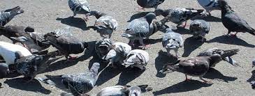 Pigeon colonies look for places to hide and nest and there is no better area better suited for this than the roof. Bird Control Bird Removal Termitrust