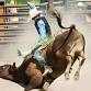 Hephzibah Pro Rodeo event image