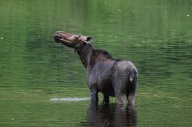 Image result for canada moose