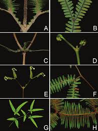 Image result for Gleichenia elongata