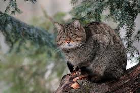Die usa und deutschland zeigten sich besorgt über die lage in dem land. Gibt Es In Deutschland Wildkatzen Was Ist Was