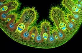 While photosynthesis takes place in the leaves of an onion containing chloroplast, the little glucose that is produced from this process is converted in to starch (starch granules) and stored in the bulb. Grass Cells Under A Microscope Things Under A Microscope Microscope Microscopic