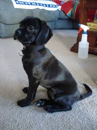 Black And Tan Puggle Puppies For Sale Puggle By O O P On Deviantart Puggle Black Puggle Puppies And Kitties