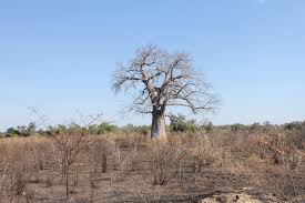 Image result for Tristachya lualabaensis