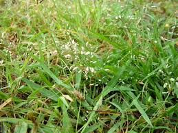 Image result for Eragrostis unioloides