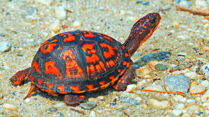 The foolish tortoise sheds his shell after deciding that he needs to move through the world more quickly. Could A Turtle Live Outside Its Shell Mystery Science