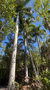 Image result for Cordia pilosissima