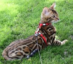 A wide variety of bengal cat options are available to you, such as material, feature, and commercial buyer. Nusantra Bengals Malaysia Home Facebook