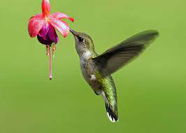 Plant Bleeding Heart Fuschia Spp For Hummingbirds Photo By Birds Blooms Reader By Jackie Hamilton Bird Species Beautiful Birds Birds And The Bees