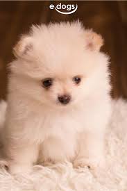 zwergspitz zwergspitz zwergspitz kaufen pomeranian zwergspitz welpen