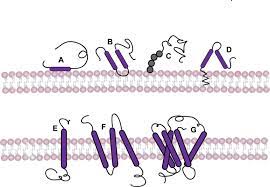 Peripheral protein, or peripheral membrane proteins, are a group of biologically active molecules formed from amino acids which interact with the surface of the lipid bilayer of cell membranes. Peripheral And Integral Membrane Proteins Different Types Of Download Scientific Diagram