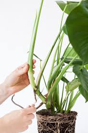 Monstera Deliciosa Stekken Mama Botanica Planten Gatenplant Kamerplanten