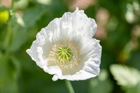 Image result for Papaver somniferum White Cloud