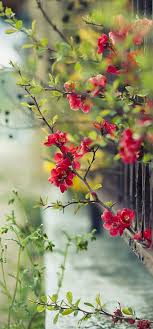 See more ideas about flowers, wallpaper, flower wallpaper. Red Flowers Wallpaper 720x1544