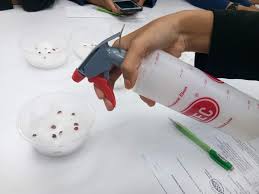 Murid mencelup kapas ke dalam air. Minggu Ke 5 Eksperimen Percambahan Biji Benih