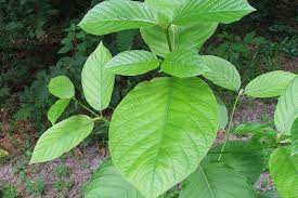 Ni doc nak habaq mcm2 style cara mengambil ketum: Lukisan Daun Ketum Cikimm Com
