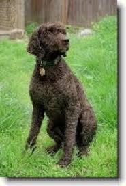 Image result for irský vodní španěl