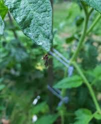 Image result for BLACKFLY ON TOMATO PLANTS