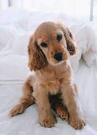 Pin By Gu La On Photography Pets Puppies Cute Animals Dogs And Puppies