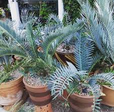 Image result for Encephalartos umbeluziensis