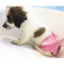 Dogi Dog Pembe Puantiyeli Regl Kilotu Kopek Ic Camasiri Fiyati